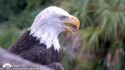NE Florida Eagles Live Webcam - Aug 25, 2026, 7:29pm EDT