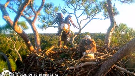 NE Florida Eagles Live Webcam - Sep 10, 2026, 8:05am EDT