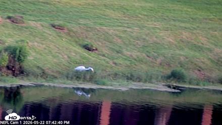 NE Florida Eagles Live Webcam - May 22, 2026, 7:43pm EDT