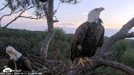 NE Florida Eagles Live Webcam - Oct 11, 2026, 7:35am EDT