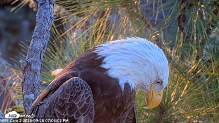 NE Florida Eagles Live Webcam - Sep 26, 2026, 7:04pm EDT