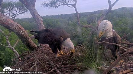 NE Florida Eagles Live Webcam - Apr 19, 2026, 8:31am EDT
