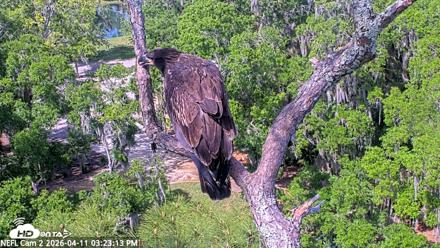 NE Florida Eagles Live Webcam - Apr 11, 2026, 3:23pm EDT