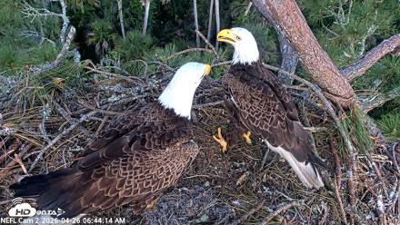 NE Florida Eagles Live Webcam - Apr 26, 2026, 6:45am EDT