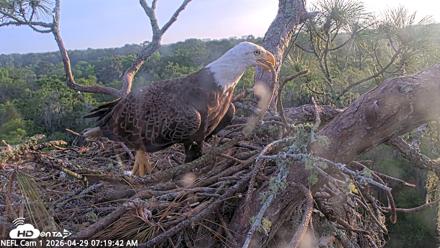 NE Florida Eagles Live Webcam - Apr 29, 2026, 7:20am EDT