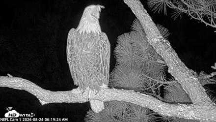 NE Florida Eagles Live Webcam - Aug 24, 2026, 6:20am EDT