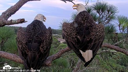 NE Florida Eagles Live Webcam - Sep 7, 2026, 7:15pm EDT