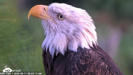 NE Florida Eagles Live Webcam - Aug 11, 2026, 6:44am EDT