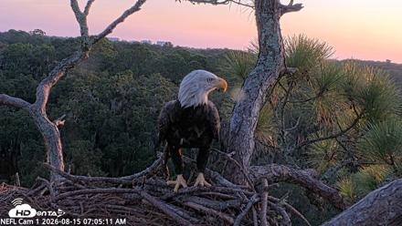 NE Florida Eagles Live Webcam - Aug 15, 2026, 7:05am EDT