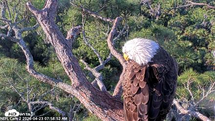 NE Florida Eagles Live Webcam - Apr 23, 2026, 8:00am EDT