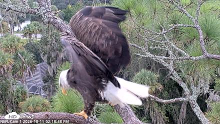 NE Florida Eagles Live Webcam - Oct 11, 2026, 2:19pm EDT