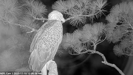 NE Florida Eagles Live Webcam - Nov 10, 2025, 12:07am EST