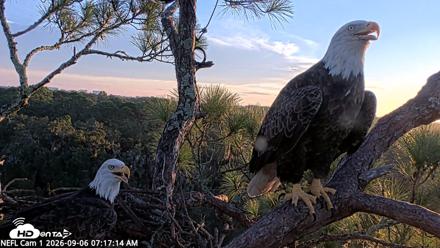 NE Florida Eagles Live Webcam - Sep 6, 2026, 7:18am EDT