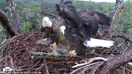 NE Florida Eagles Live Webcam - Sep 5, 2026, 7:16am EDT