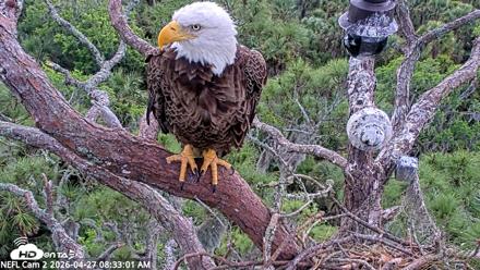 NE Florida Eagles Live Webcam - Apr 27, 2026, 8:34am EDT