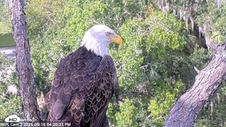 NE Florida Eagles Live Webcam - Sep 18, 2026, 4:21pm EDT