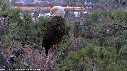 NE Florida Eagles Live Webcam - Feb 16, 2026, 6:54am EST