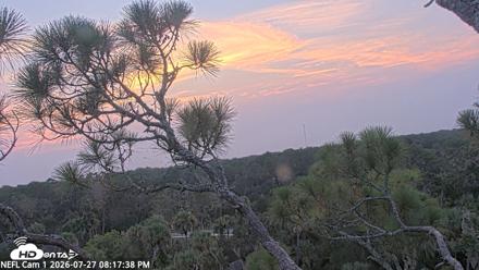 NE Florida Eagles Live Webcam - Jul 27, 2026, 8:18pm EDT