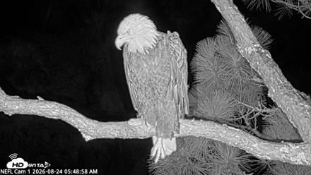 NE Florida Eagles Live Webcam - Aug 24, 2026, 5:51am EDT