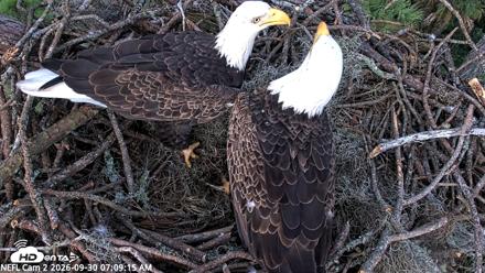 NE Florida Eagles Live Webcam - Sep 30, 2026, 7:10am EDT