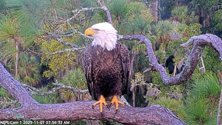 NE Florida Eagles Live Webcam - Nov 7, 2025, 7:57am EST