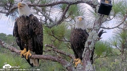 NE Florida Eagles Live Webcam - Sep 4, 2026, 11:18am EDT