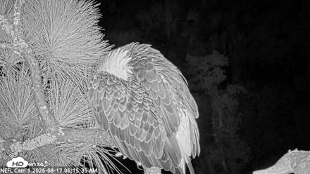 NE Florida Eagles Live Webcam - Aug 17, 2026, 6:16am EDT
