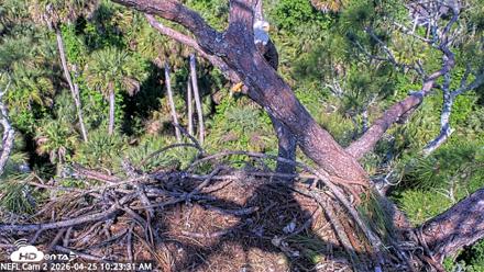NE Florida Eagles Live Webcam - Apr 25, 2026, 10:24am EDT