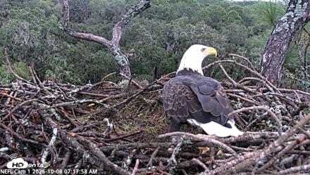 NE Florida Eagles Live Webcam - Oct 8, 2026, 7:18am EDT