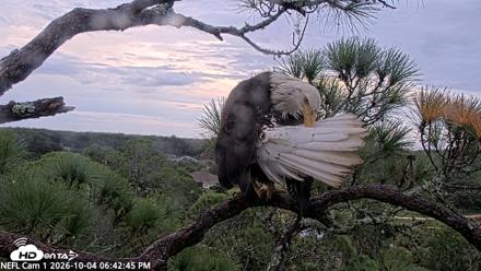 NE Florida Eagles Live Webcam - Oct 4, 2026, 6:43pm EDT