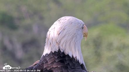 NE Florida Eagles Live Webcam - Sep 18, 2026, 4:14pm EDT