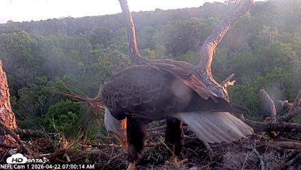 NE Florida Eagles Live Webcam - Apr 22, 2026, 7:01am EDT