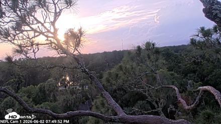 NE Florida Eagles Live Webcam - Jun 2, 2026, 7:50pm EDT