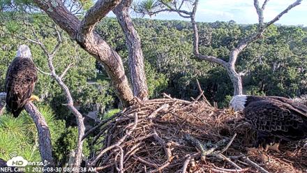 NE Florida Eagles Live Webcam - Aug 30, 2026, 8:47am EDT