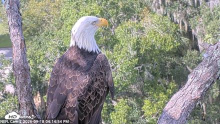 NE Florida Eagles Live Webcam - Sep 18, 2026, 4:15pm EDT