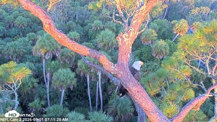 NE Florida Eagles Live Webcam - Sep 1, 2026, 7:12am EDT