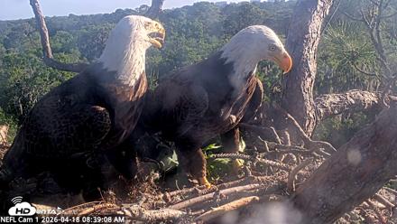 NE Florida Eagles Live Webcam - Apr 18, 2026, 8:40am EDT