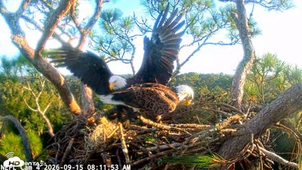 NE Florida Eagles Live Webcam - Sep 15, 2026, 8:12am EDT