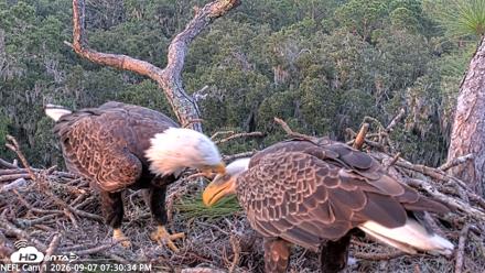 NE Florida Eagles Live Webcam - Sep 7, 2026, 7:31pm EDT