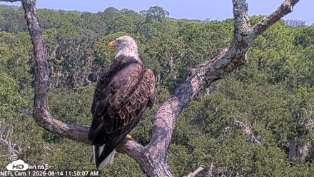 NE Florida Eagles Live Webcam - Aug 14, 2026, 11:50am EDT