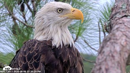 NE Florida Eagles Live Webcam - Aug 6, 2026, 7:31pm EDT