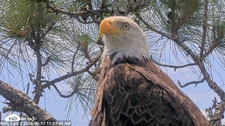 NE Florida Eagles Live Webcam - May 17, 2026, 11:59am EDT