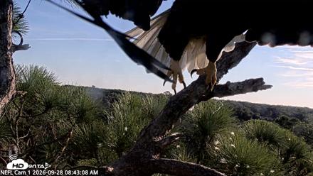 NE Florida Eagles Live Webcam - Sep 28, 2026, 8:44am EDT