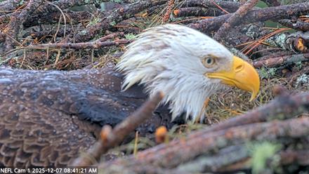 NE Florida Eagles Live Webcam - Dec 7, 2025, 8:42am EST