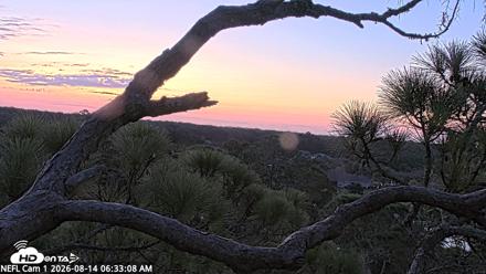NE Florida Eagles Live Webcam - Aug 14, 2026, 6:33am EDT