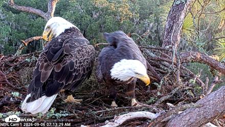 NE Florida Eagles Live Webcam - Sep 6, 2026, 7:14am EDT
