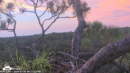 NE Florida Eagles Live Webcam - Jul 30, 2026, 8:22pm EDT