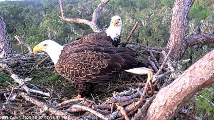 NE Florida Eagles Live Webcam - Oct 7, 2025, 7:16pm EDT
