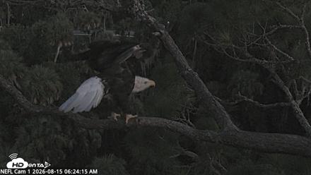 NE Florida Eagles Live Webcam - Aug 15, 2026, 6:25am EDT