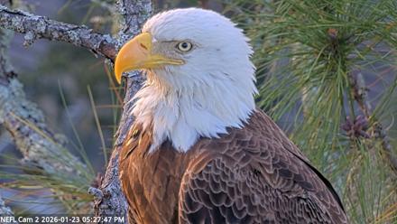 NE Florida Eagles Live Webcam - Jan 23, 2026, 5:28pm EST